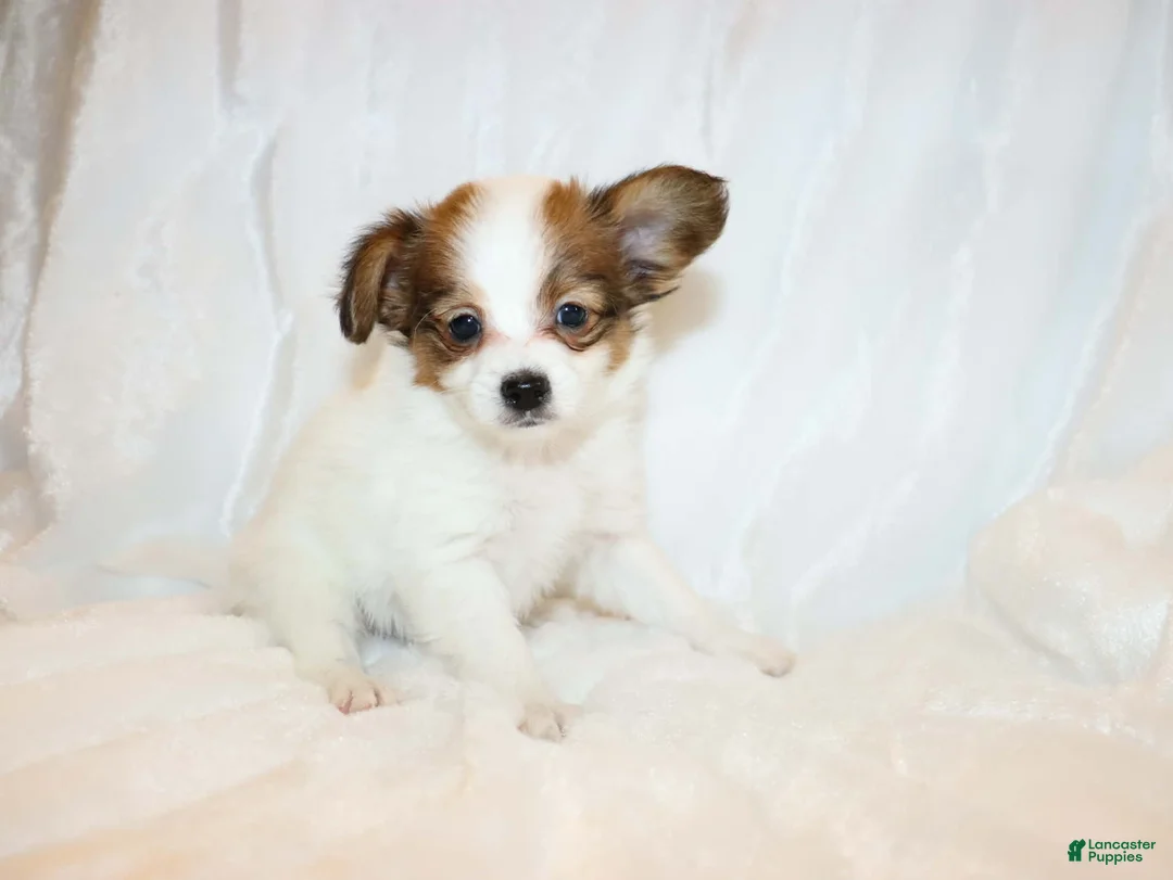 Papillon dogs for sale: Blue boy(Sunny) - Ad 9