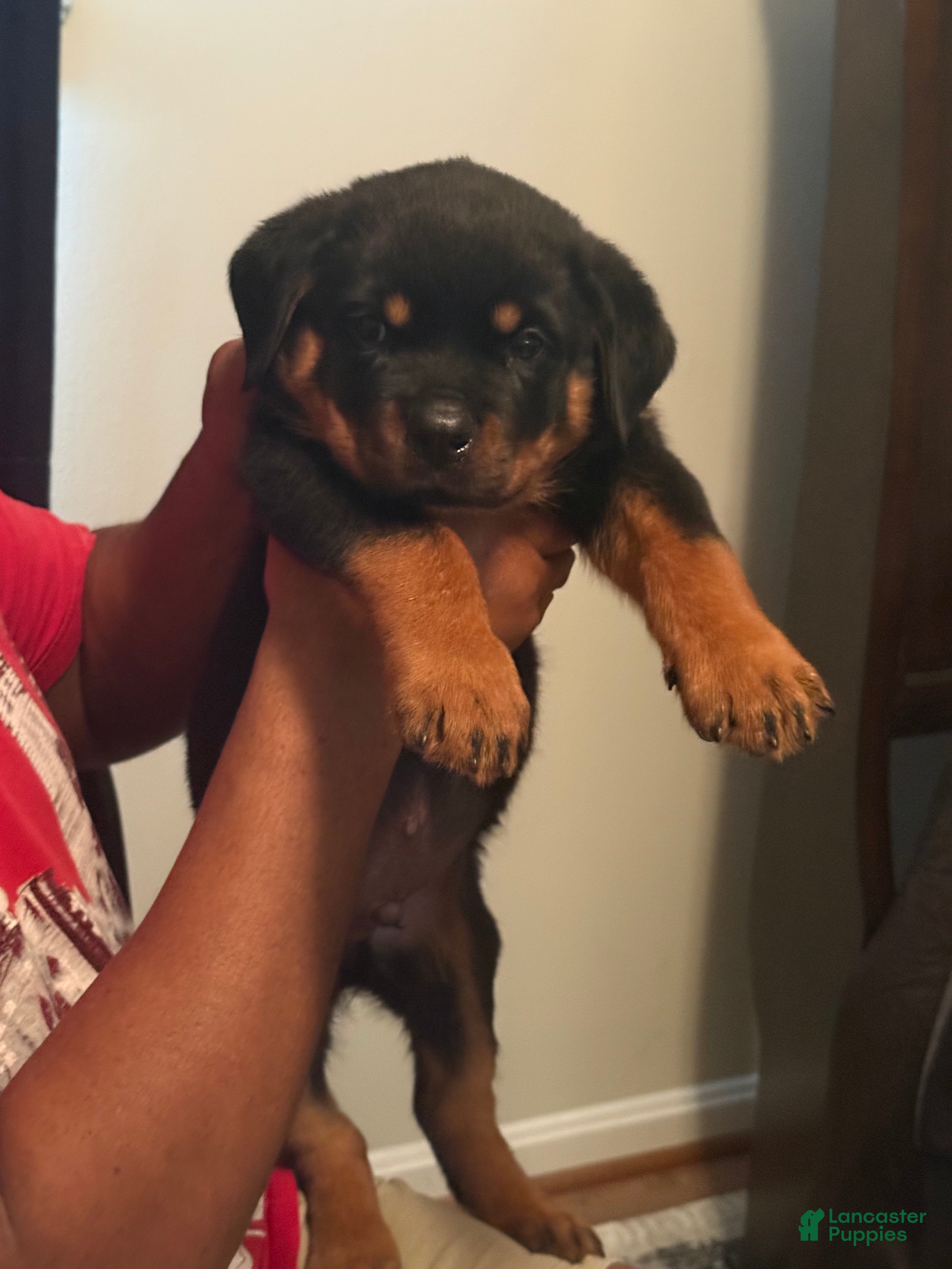 Rottweiler dogs Rottweiler 1 - Ad 4