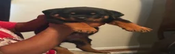 Rottweiler dogs for sale: Rottweiler 1 - Ad 1