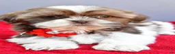 Shih Tzu dogs for sale: Sophie - Ad 4