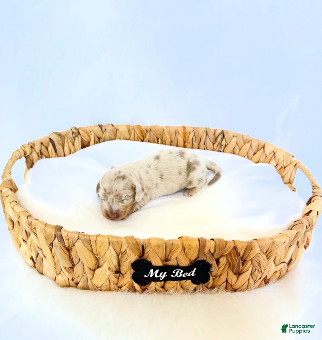 Miniature Dachshund dogs for sale: Pearl - Ad 5