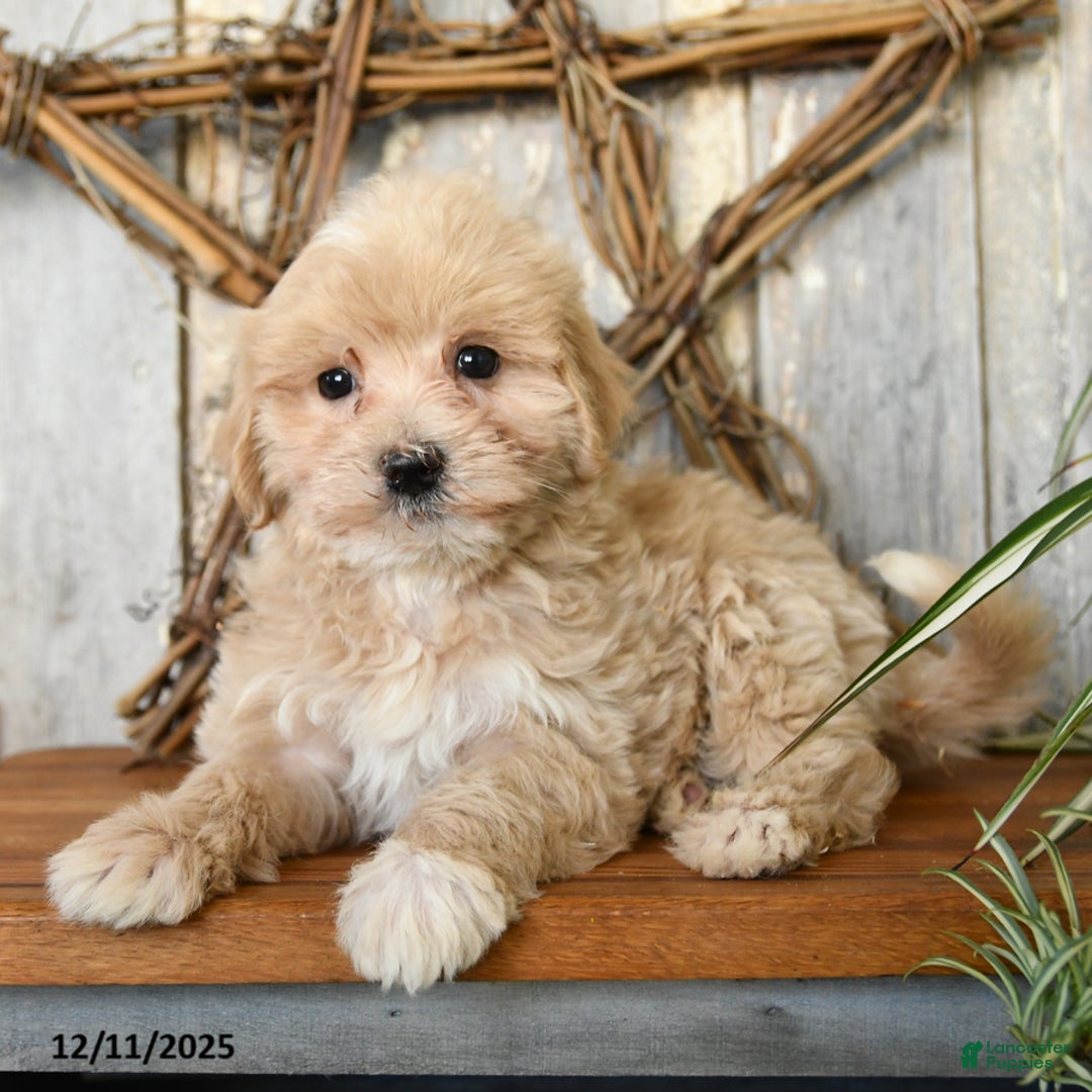 Maltipoo dogs for sale: Hope - Ad 2