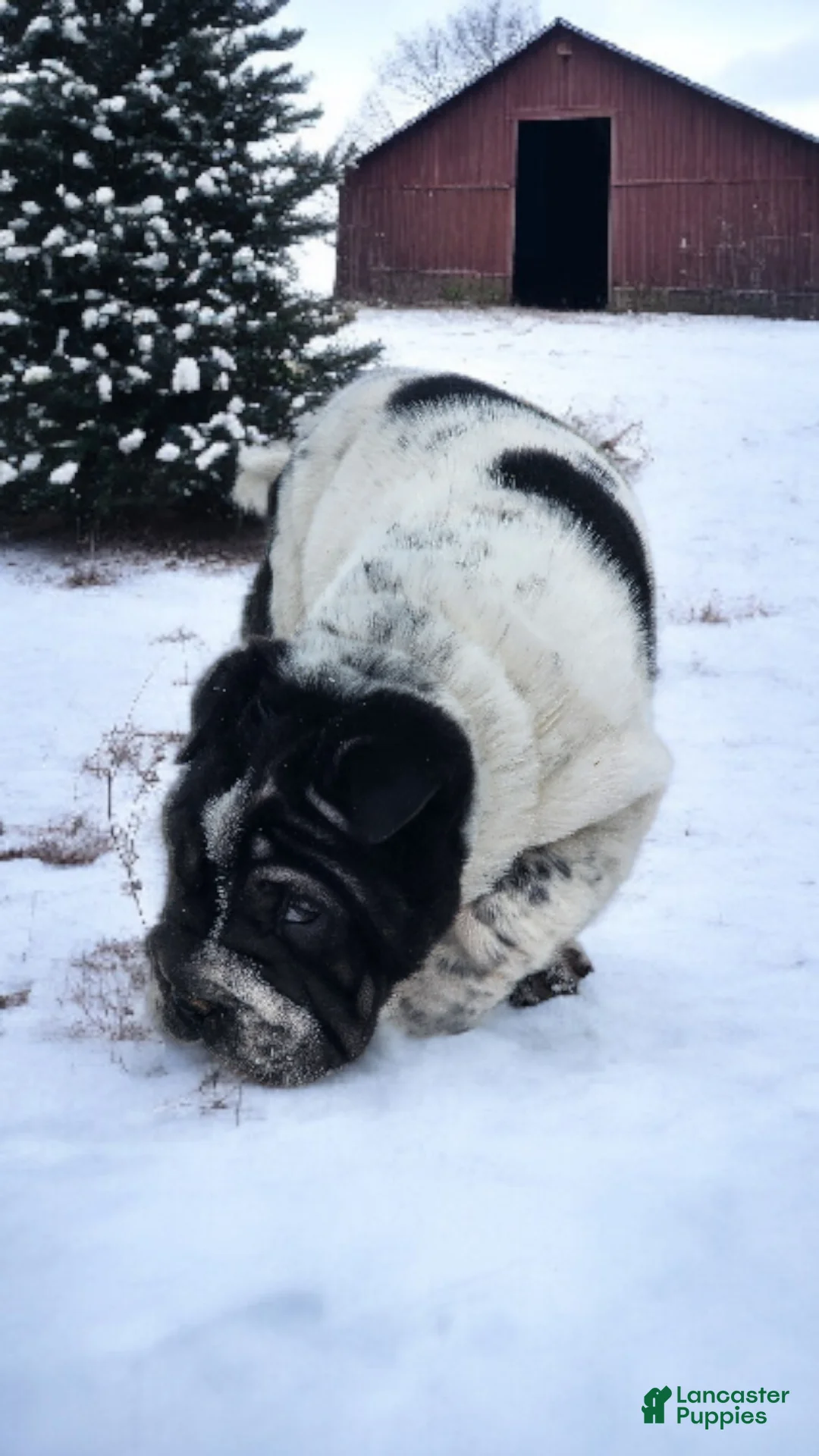 Shar Pei dogs for sale: Oreo black flower mini - Ad 23