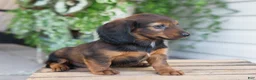Dachshund dogs for sale: Hank - Ad 14