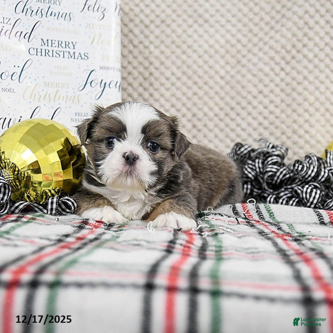 Shih Tzu dogs for sale: Scooter - Ad 3