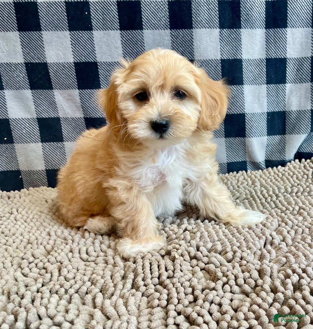 Mixed Breed dogs for sale: Ralph - Ad 11