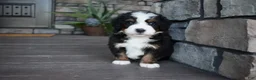 Mini Bernedoodle dogs for sale: Chip - Ad 11