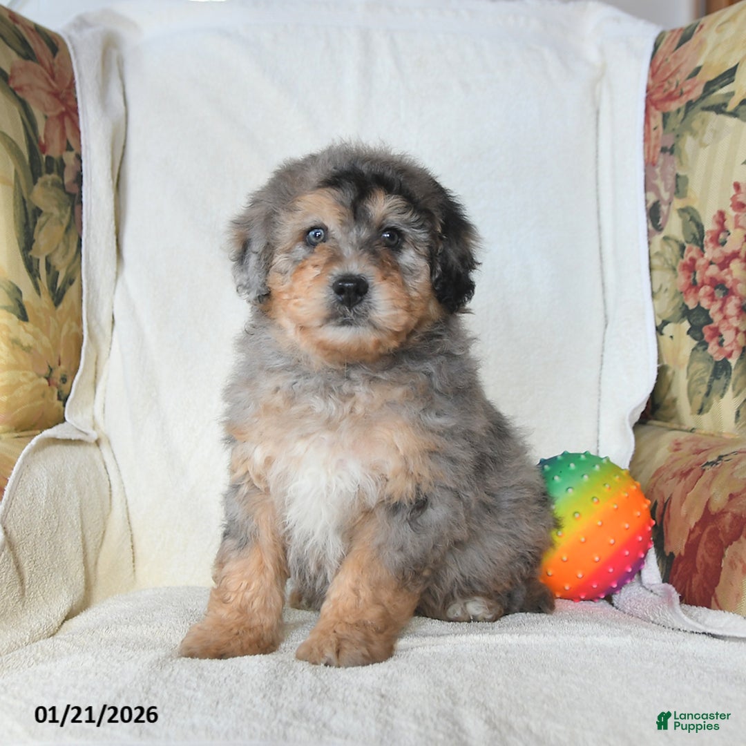 Mini Bernedoodle dogs for sale: Rambo - Ad 5