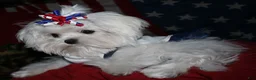 Maltese dogs for sale: Maci - Ad 6