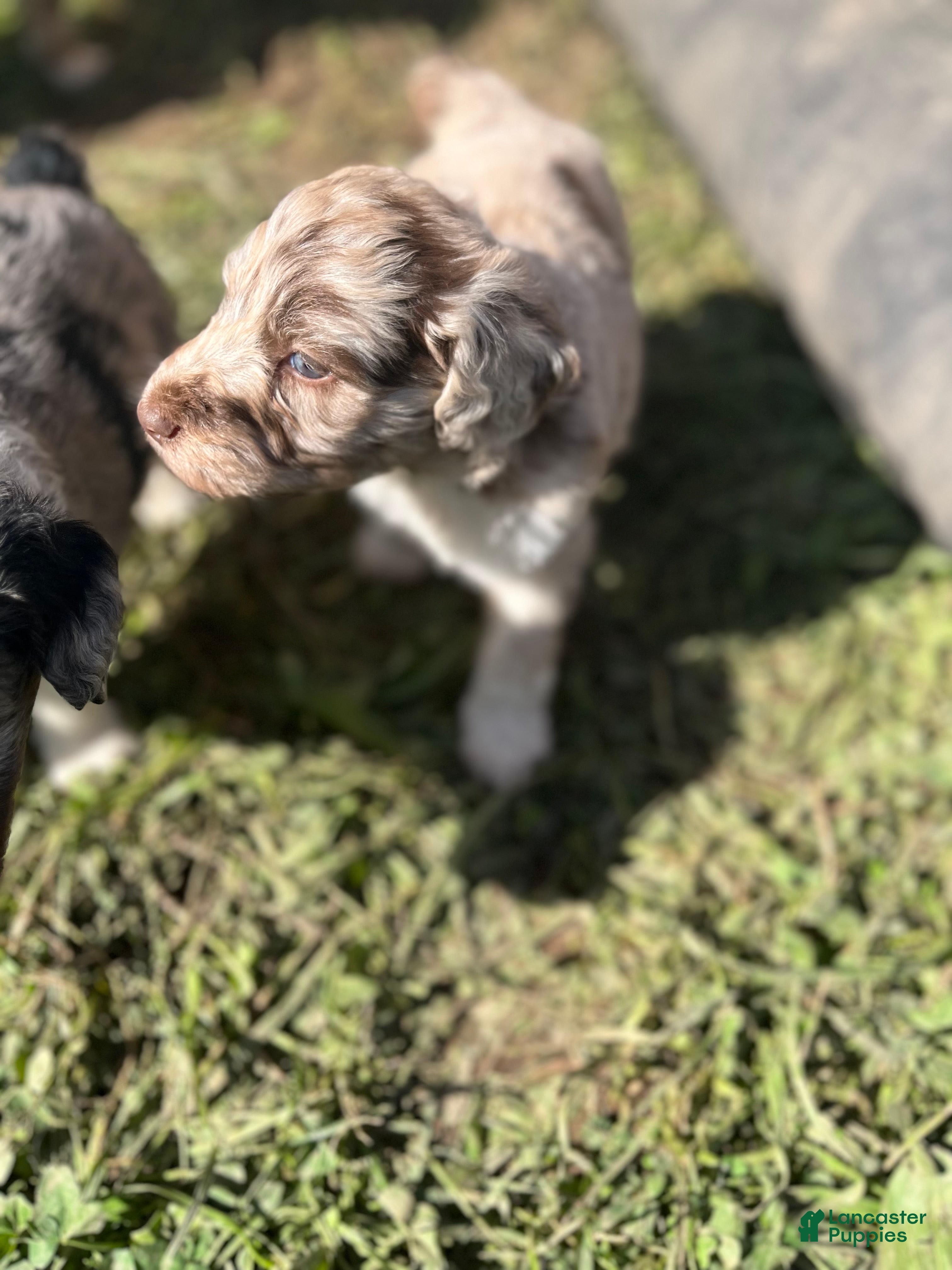 Aussiedoodle dogs Toots - Ad 1