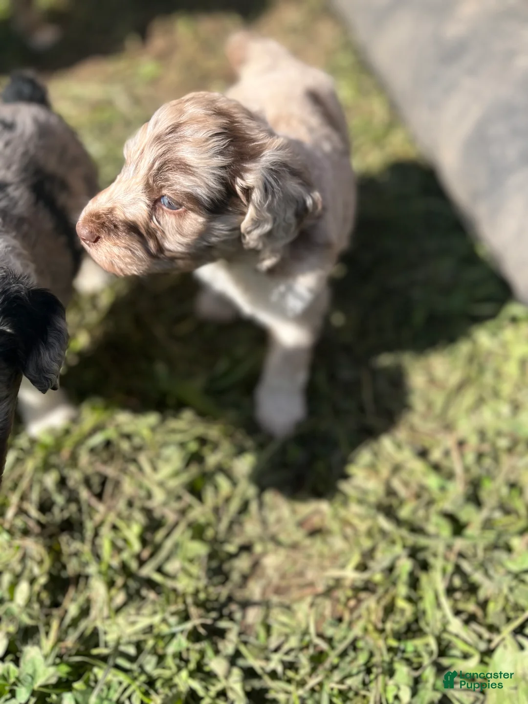 Aussiedoodle dogs for sale: Toots - Ad 1