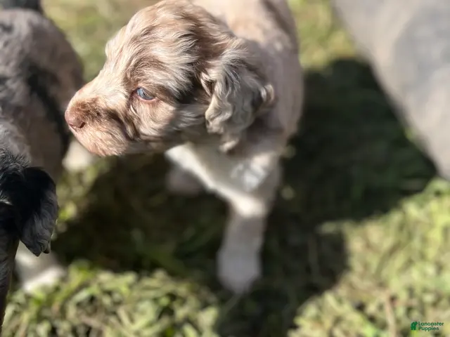 Aussiedoodle dogs for sale: Toots - Ad 1