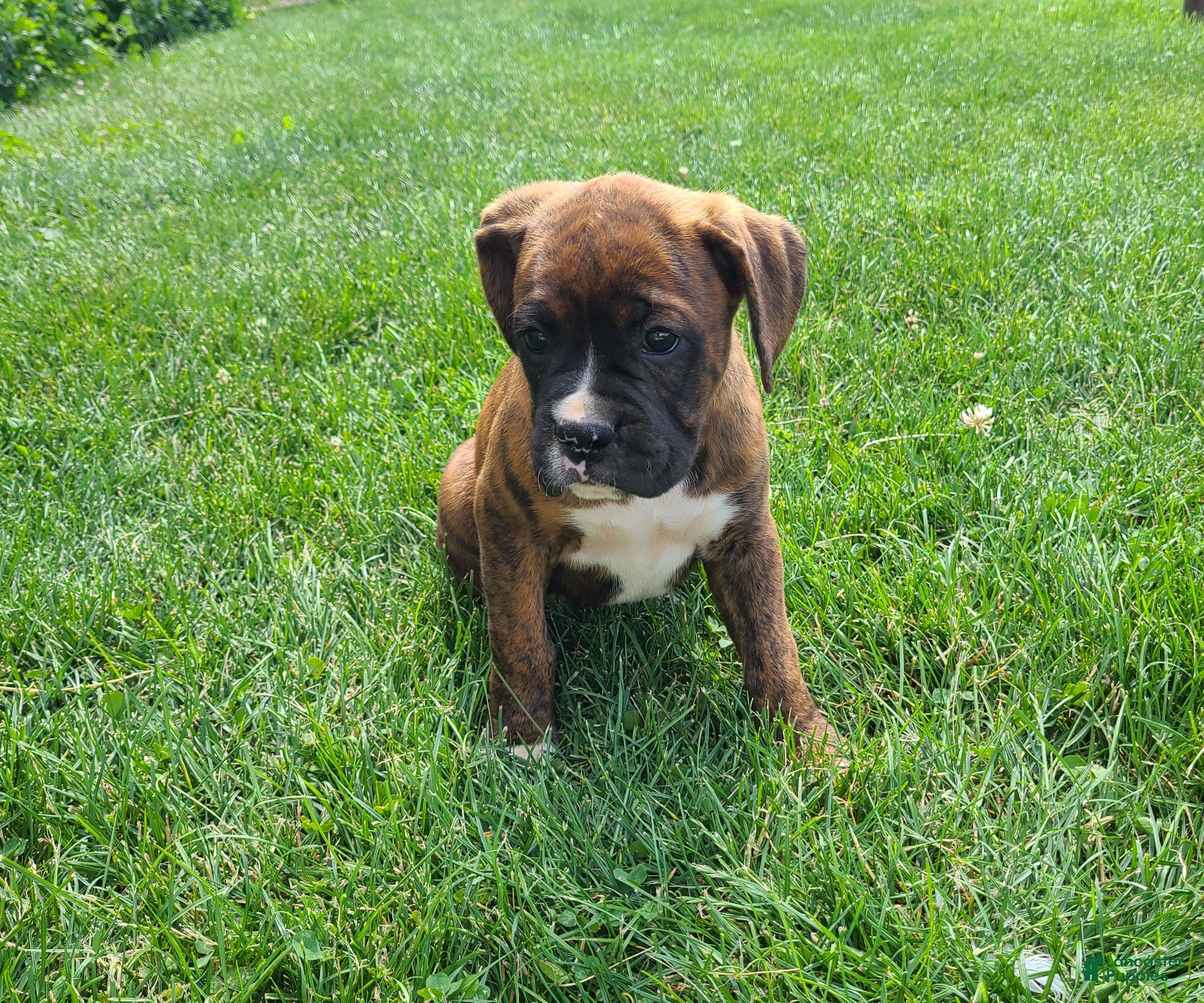 Boxer dogs Jesse - Ad 2