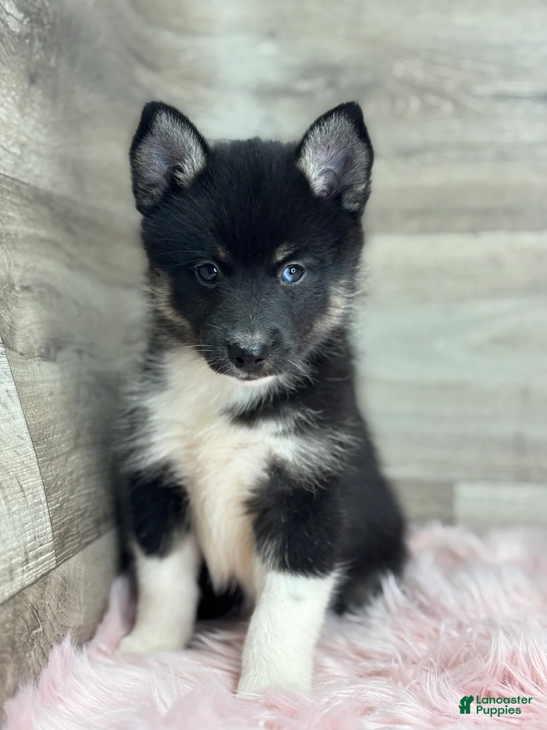 Pomsky dogs for sale: Emery - Ad 2