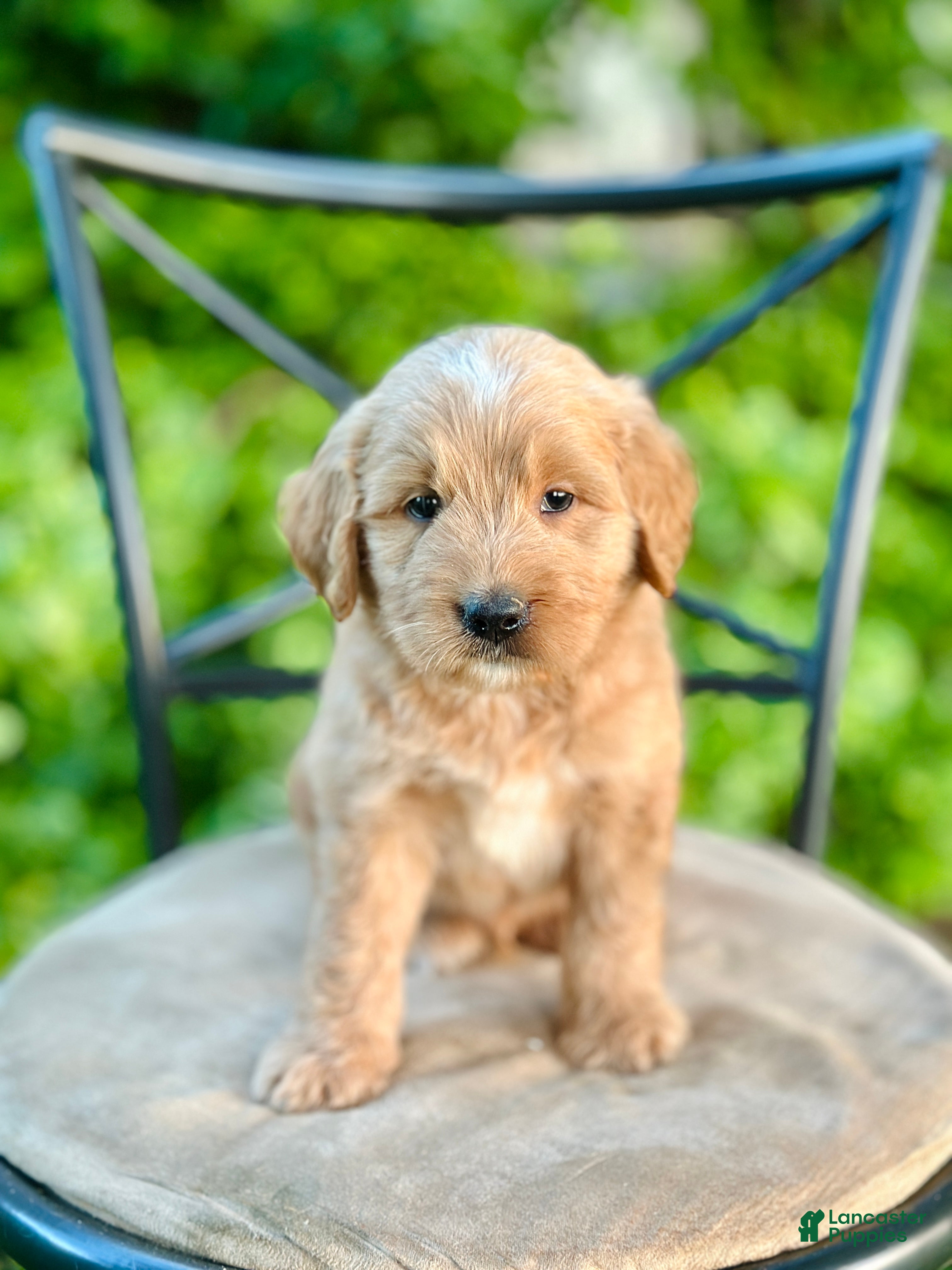 Mini Goldendoodle dogs Wells - Ad 1