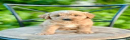 Mini Goldendoodle dogs for sale: Wells - Ad 1