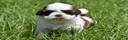 Shih Tzu dogs for sale: Shih Tzu Puppy 1 - Ad 5