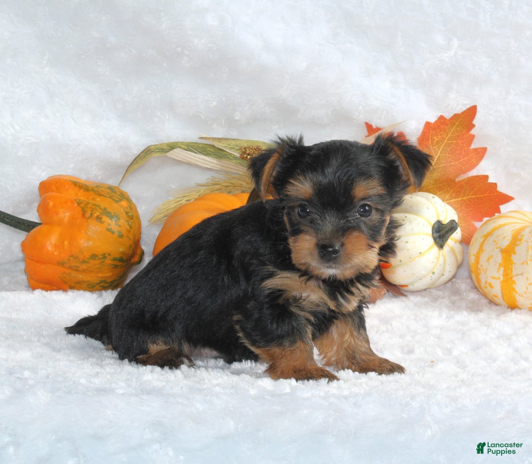 Yorkshire Terrier dogs for sale: Teeko - Ad 4