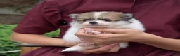 Pomeranian dogs for sale: Maggie - Ad 3