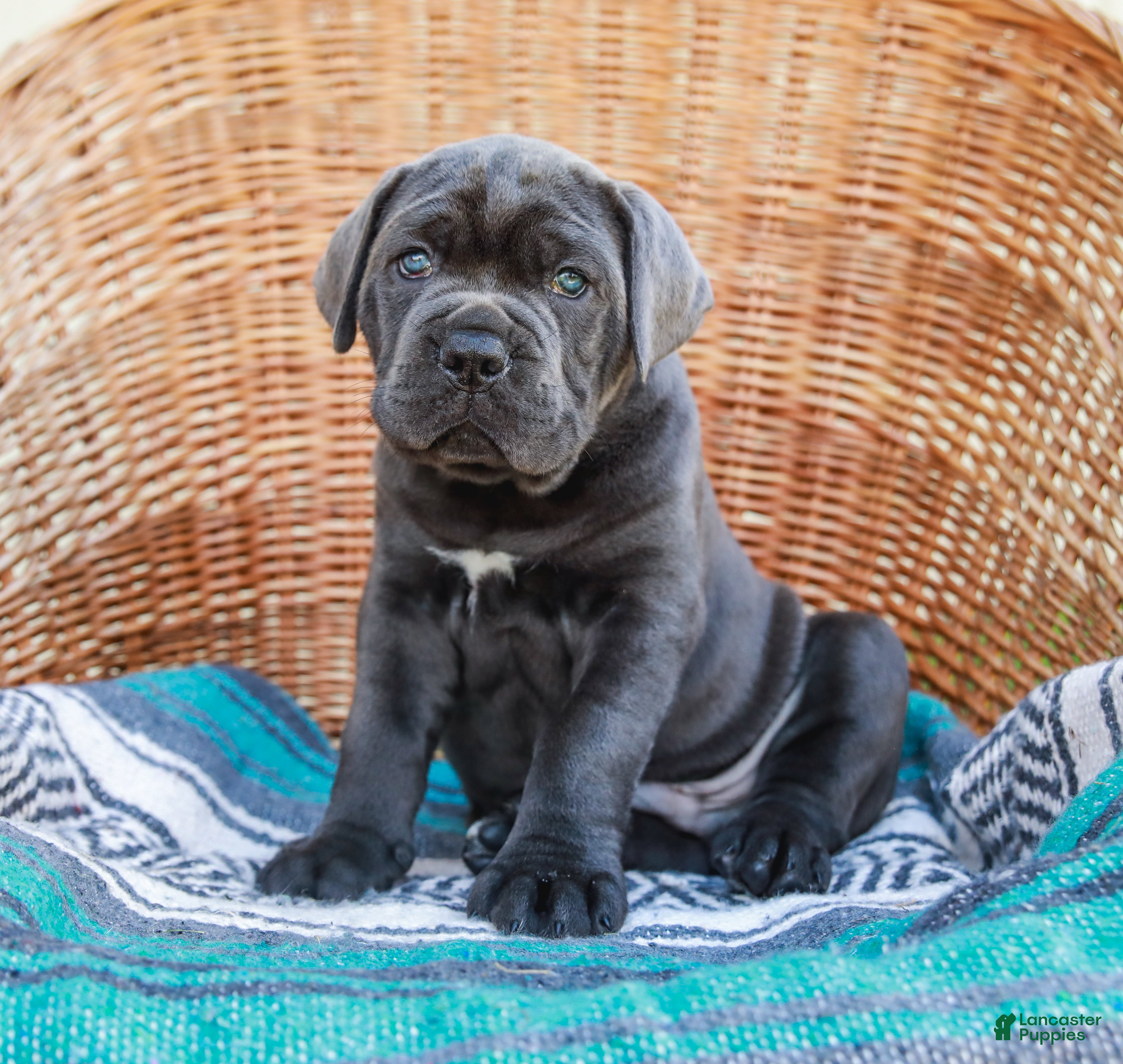 Cane Corso dogs Bubba (Champion Bloodline) - Ad 2