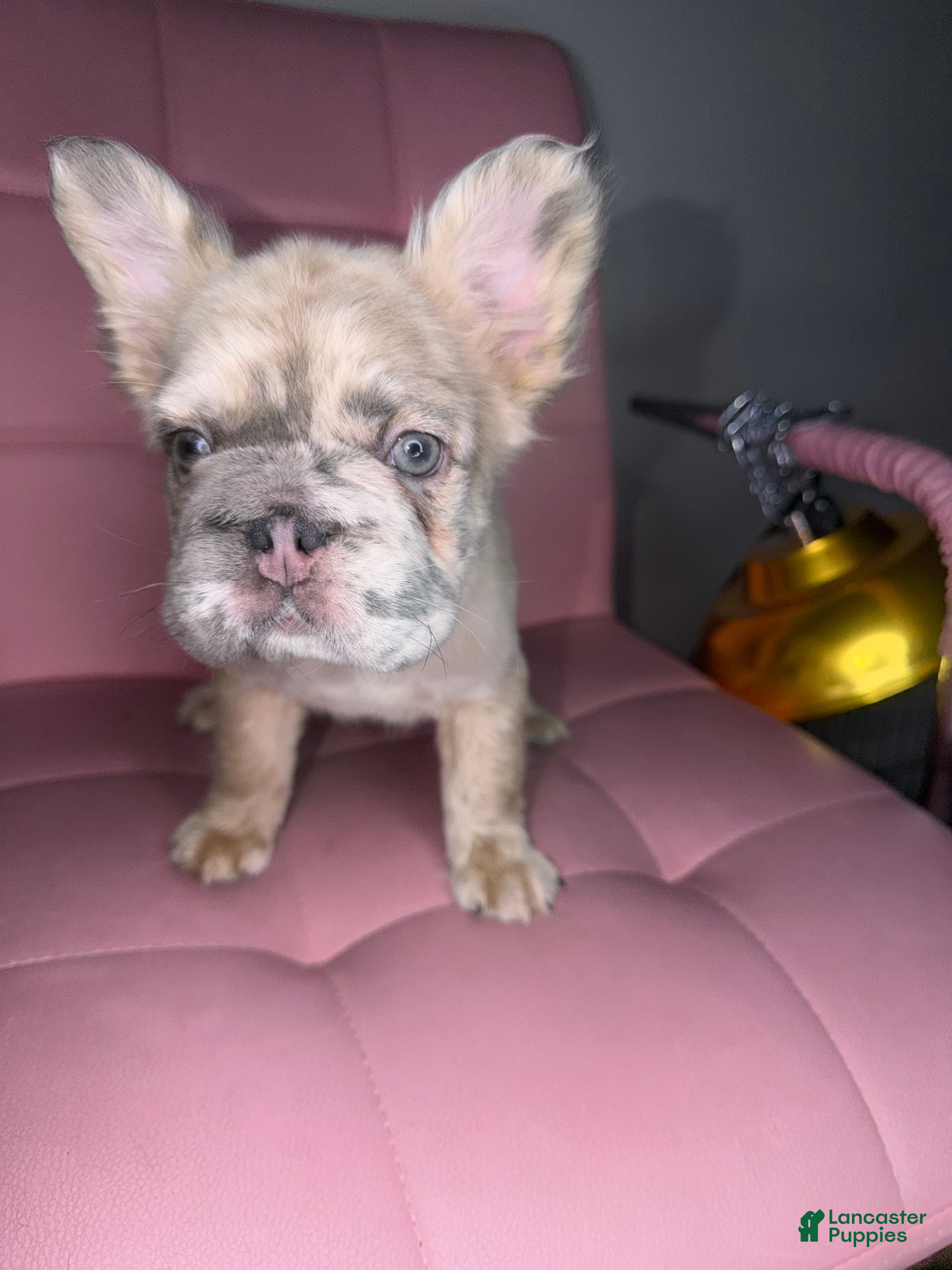 French Bulldog dogs French Bulldog Puppy 2 - Ad 2