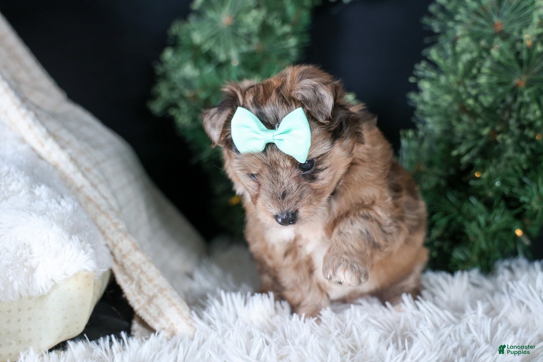 Mini Aussiedoodle dogs for sale: Gunner - Ad 8