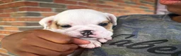 English Bulldog dogs for sale: Oliver - Ad 5