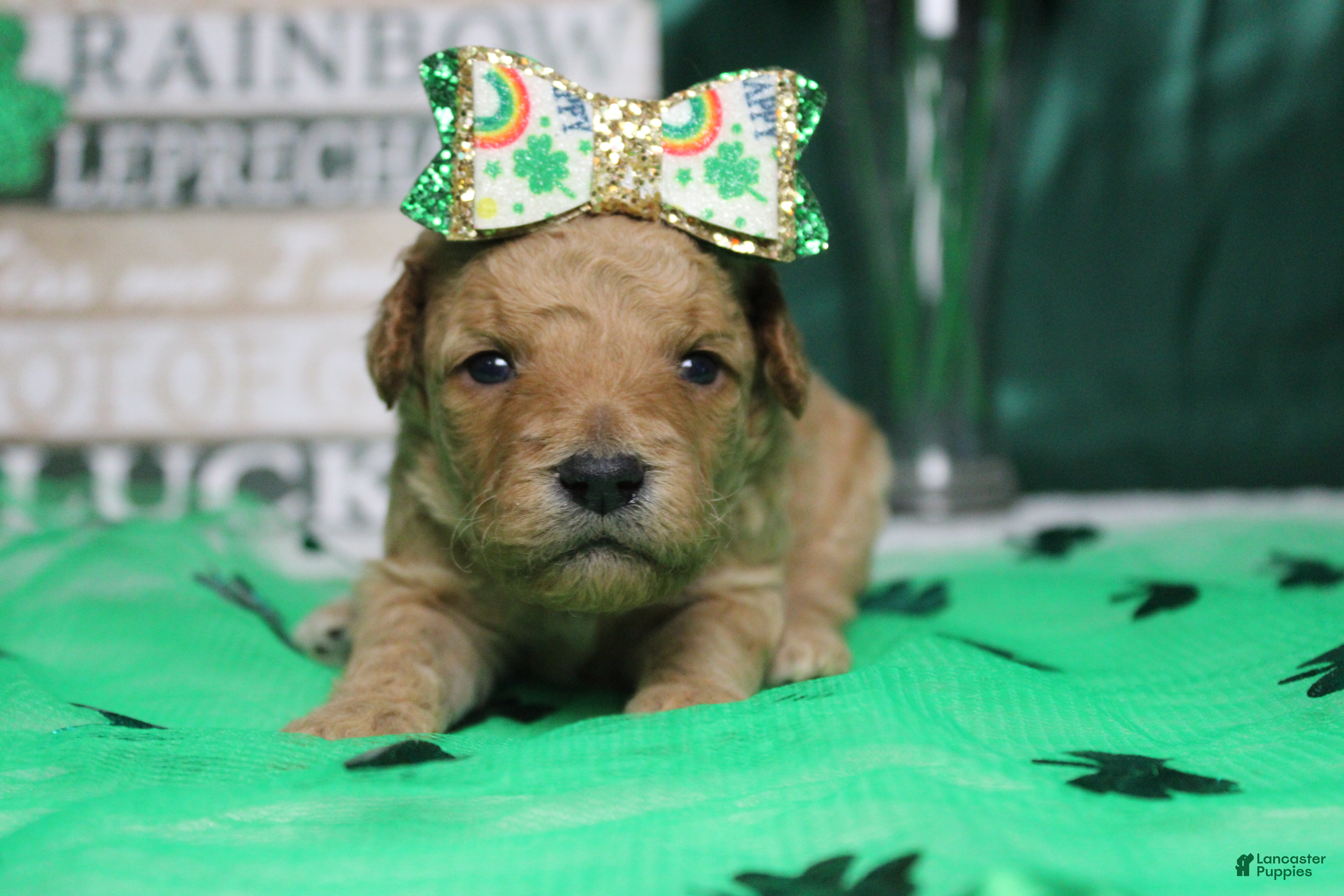 Goldendoodle dogs Yello - Ad 28