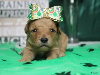 Goldendoodle dogs Yello - Ad 28