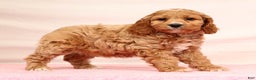 Cockapoo dogs for sale: Omah - Ad 7