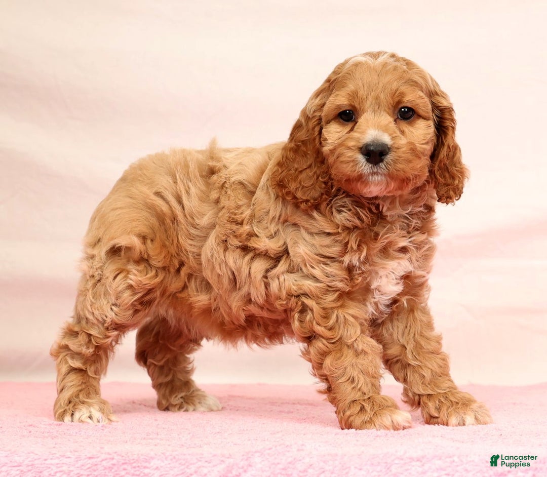 Cockapoo dogs for sale: Omah - Ad 7