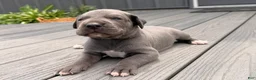 Great Dane dogs for sale: Scripple - Ad 5