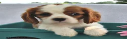 Cavalier King Charles Spaniel dogs for sale: Rena  - Ad 3