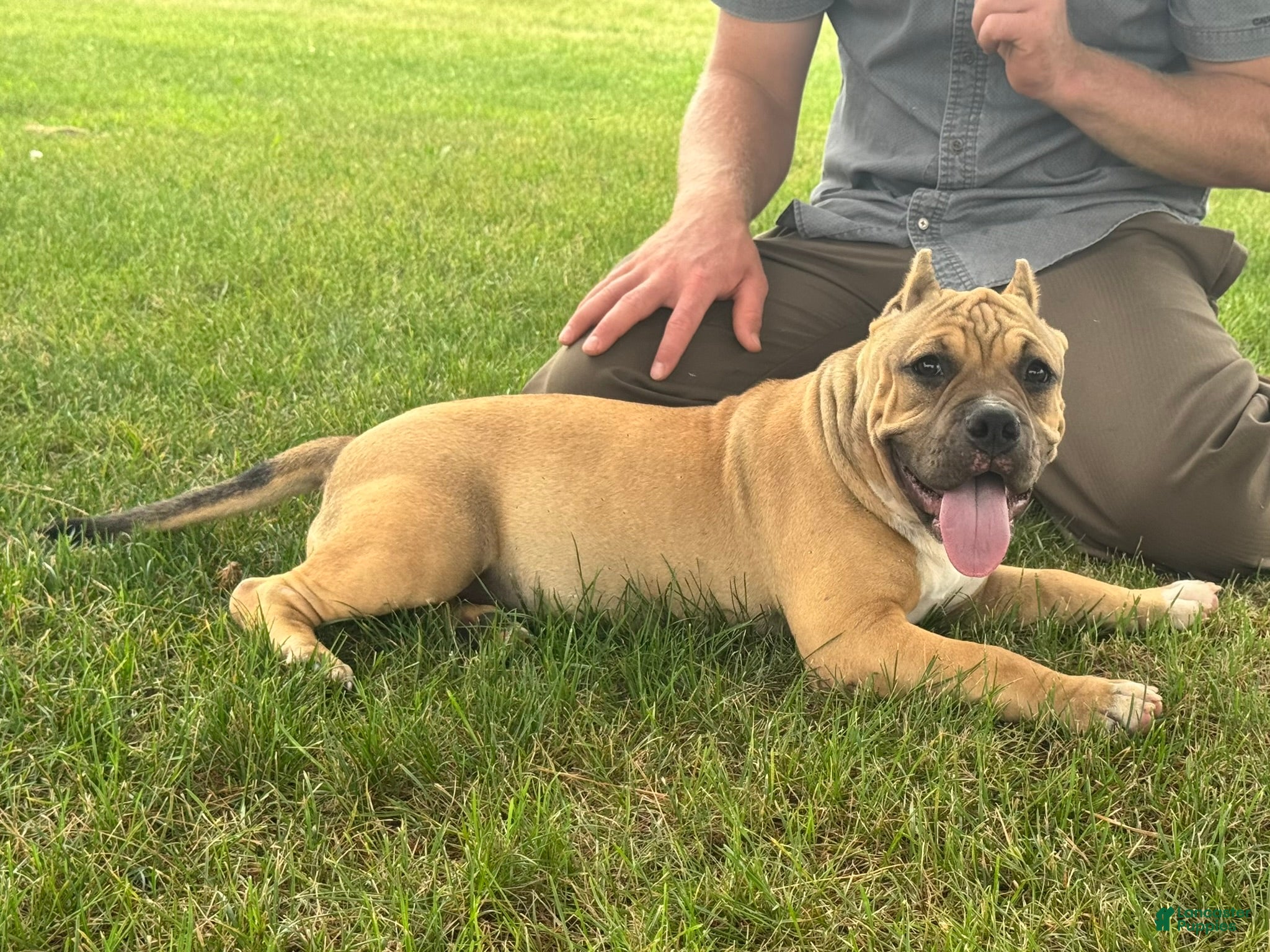 American Bully dogs Flora - Ad 2