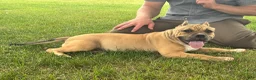 American Bully dogs for sale: Flora - Ad 2