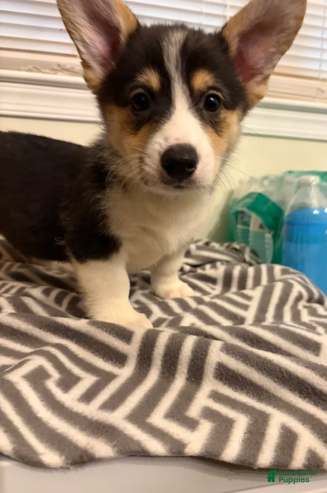 Welsh Corgi Pembroke dogs for sale: Cash - Ad 2