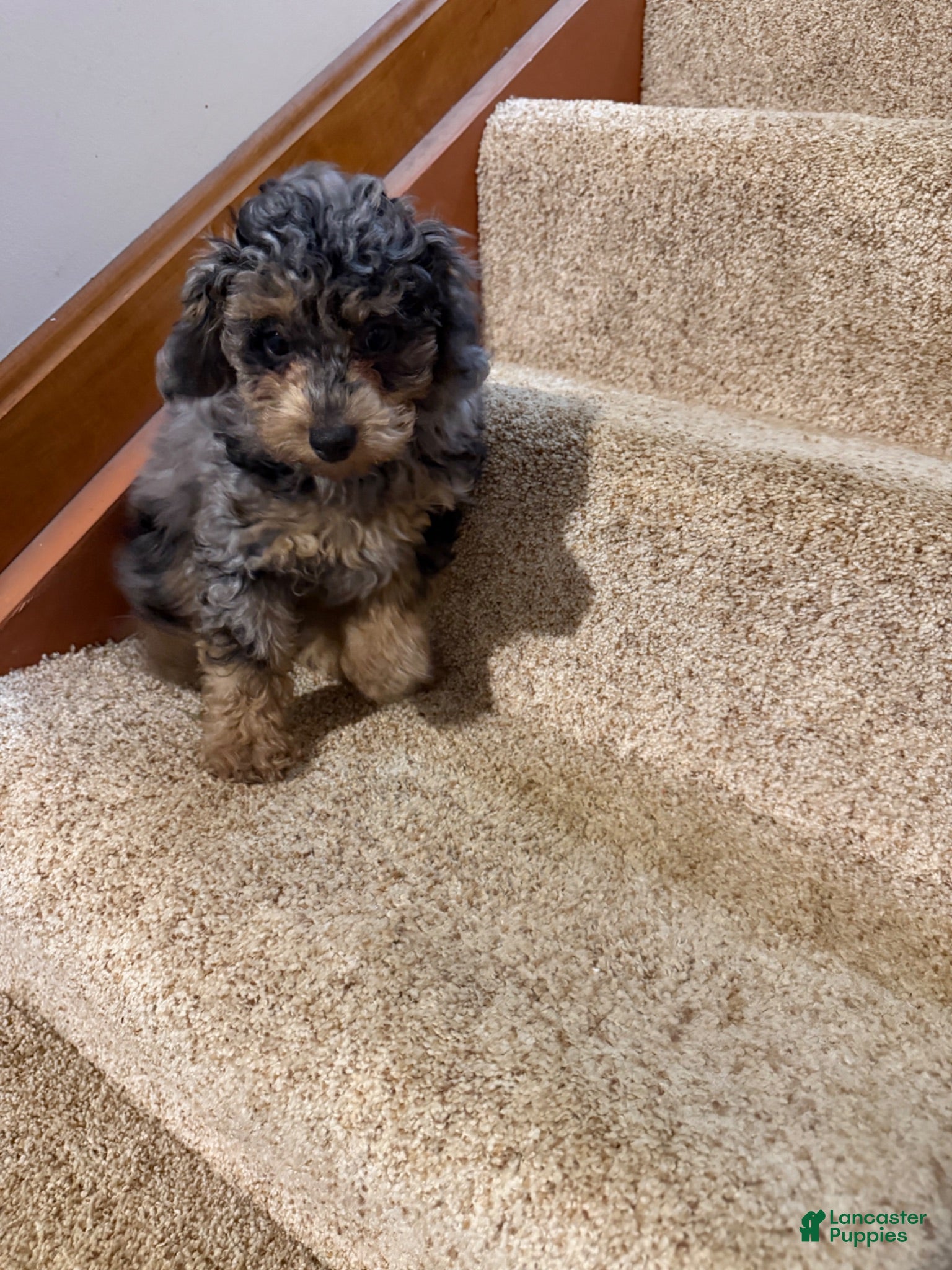 Miniature Poodle dogs Fabio - Ad 2