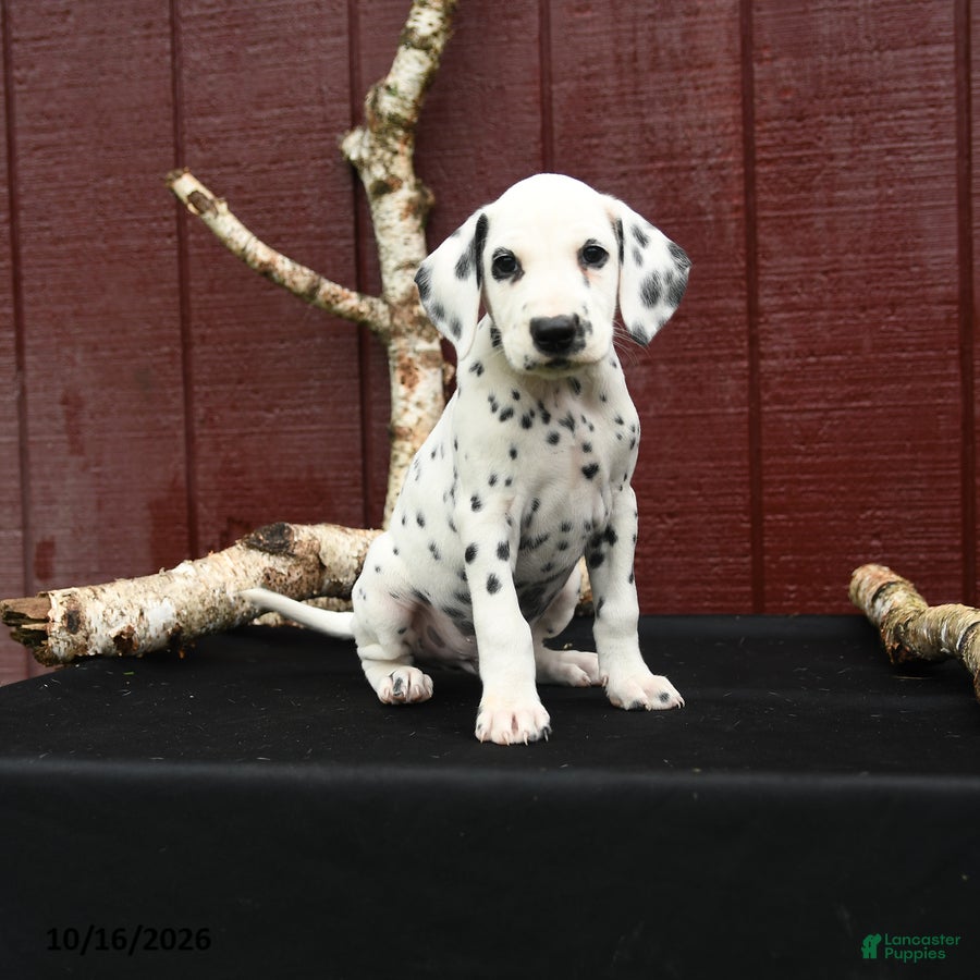 Dalmatian dogs Jet - Ad 1