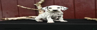 Jet