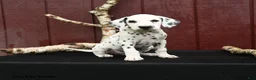 Dalmatian dogs for sale: Jet - Ad 1