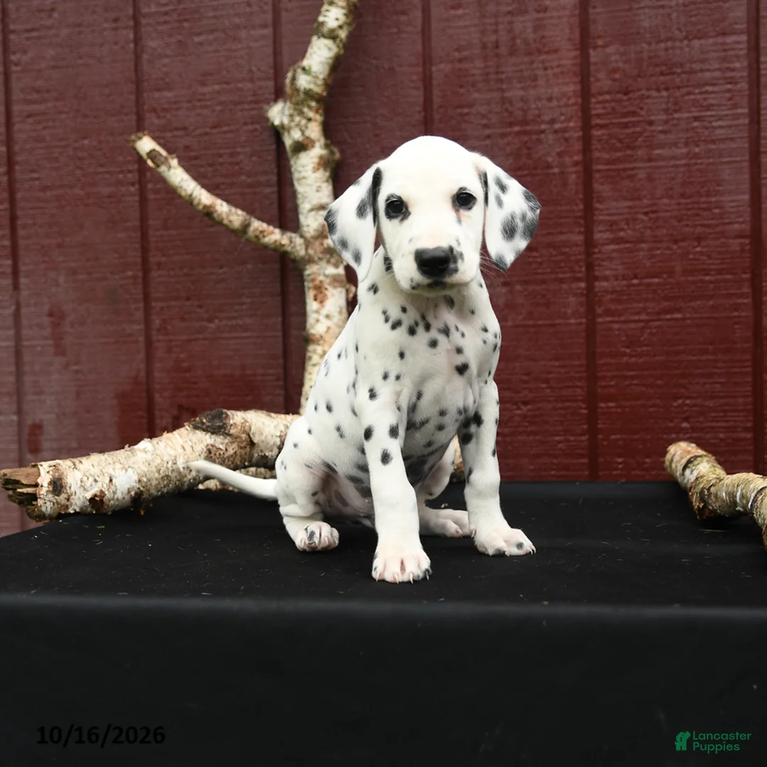 Dalmatian dogs for sale: Jet - Ad 1