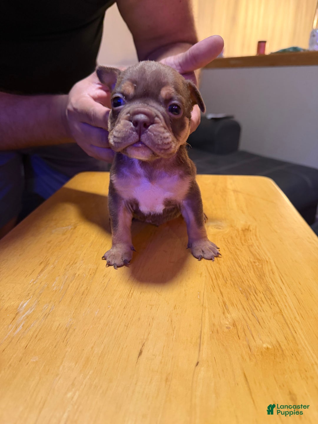 English Bulldog dogs for sale: Aries  - Ad 8