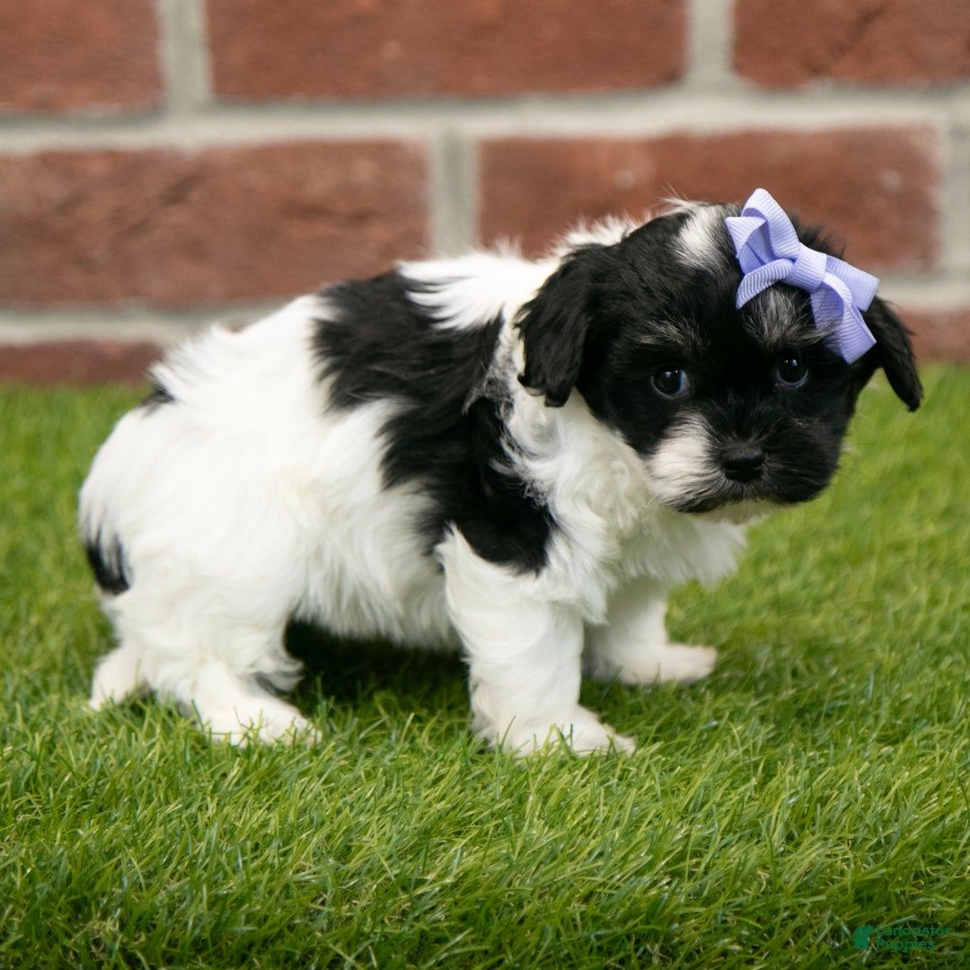 Havapoo dogs for sale: Sadie - Ad 8