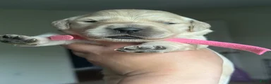 Linguine