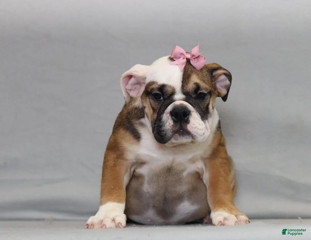 English Bulldog dogs for sale: Darcy - Ad 1