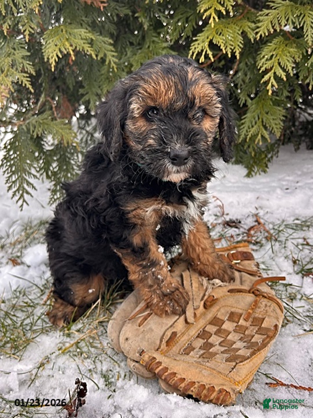 Whoodle dogs for sale: Wren - Ad 3