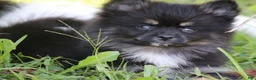 Pomsky dogs for sale: Harper - Ad 7