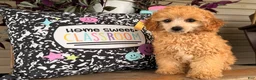 Toy Poodle dogs for sale: Madrick  - Ad 3