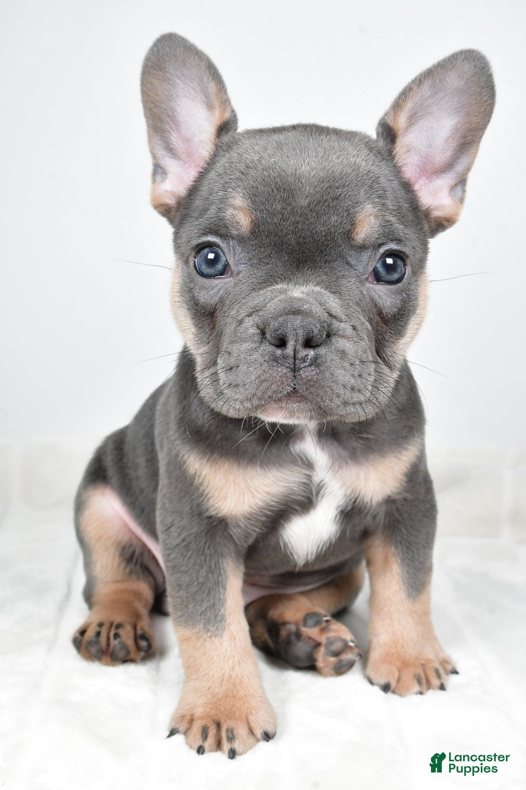 French Bulldog dogs for sale: Flash - Ad 6
