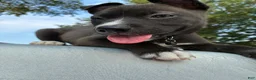 Pitsky dogs for sale: Pork-chop “Porkie” - Ad 2